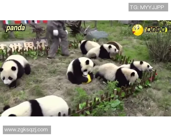 足球巨星为大熊猫发声呼吁保护活动引发全球关注